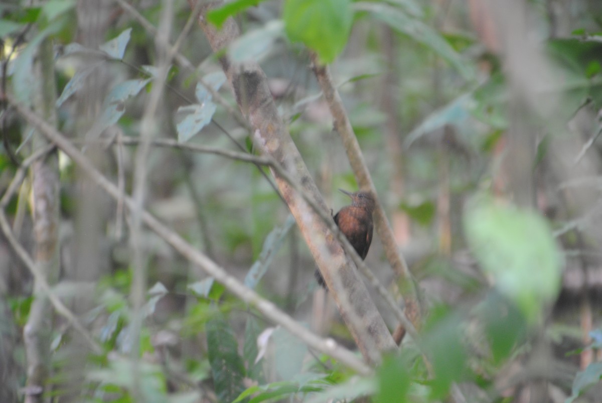 Scaly-throated Leaftosser - ML643543071