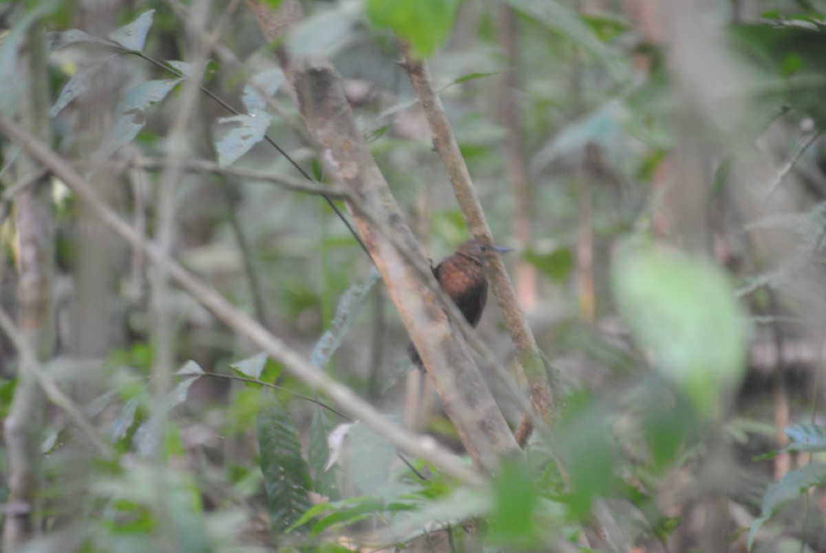 Scaly-throated Leaftosser - ML643543072