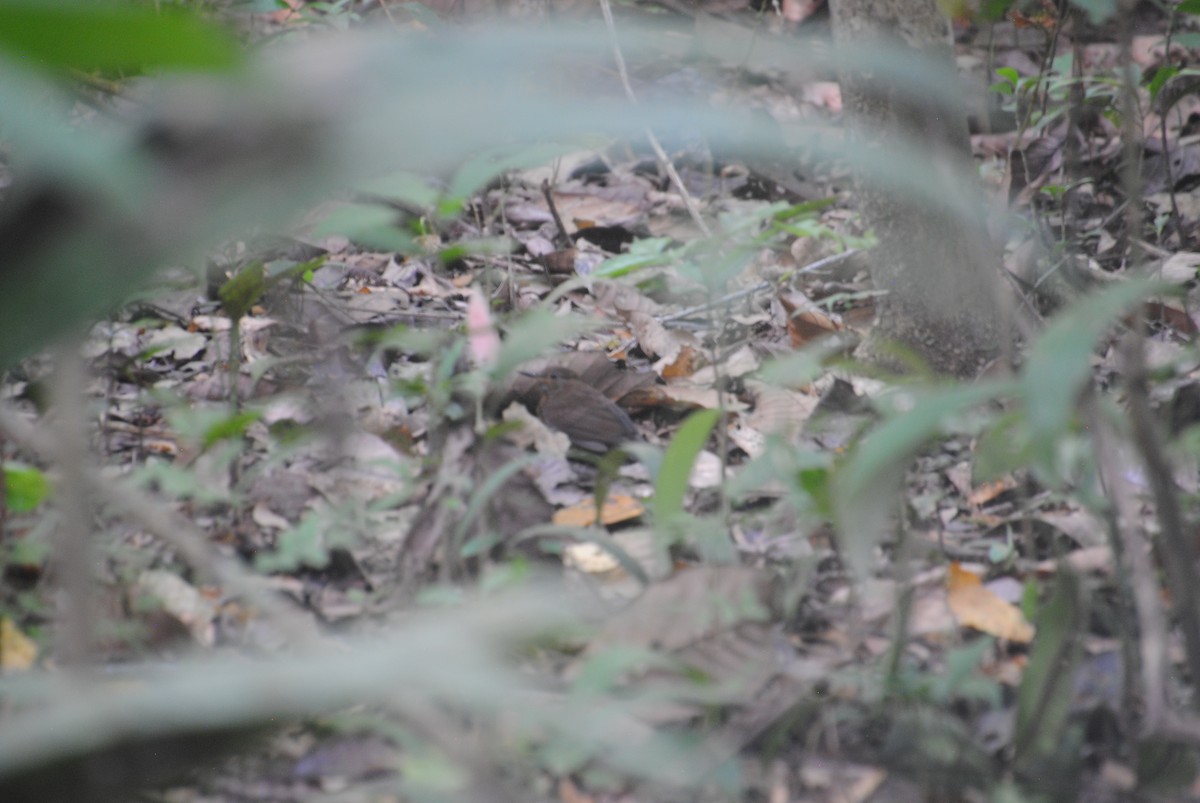 Scaly-throated Leaftosser - ML643543073