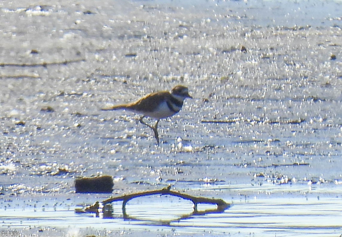 Killdeer - ML643543074