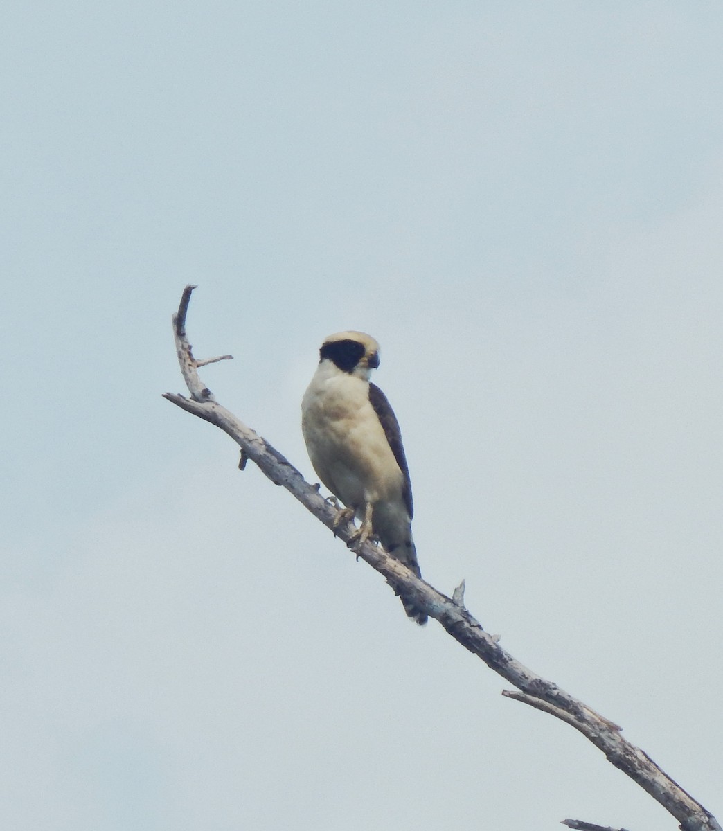 Laughing Falcon - ML643543075