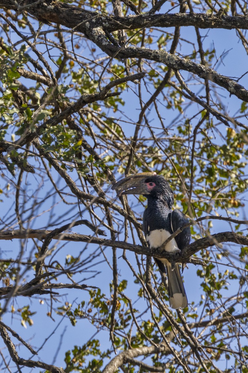 Trumpeter Hornbill - ML643543079