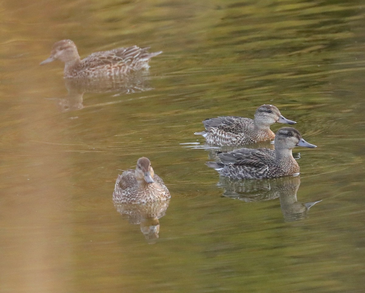 Green-winged Teal - ML643543117