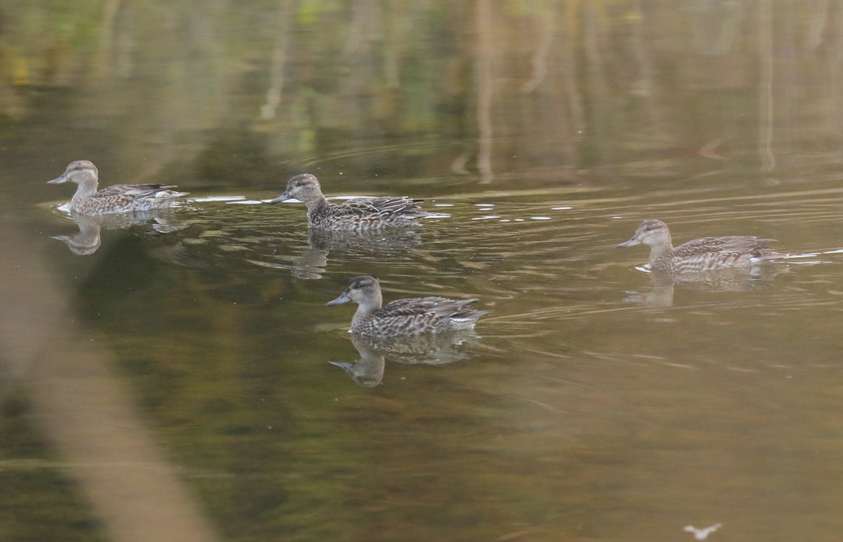 Green-winged Teal - ML643543118