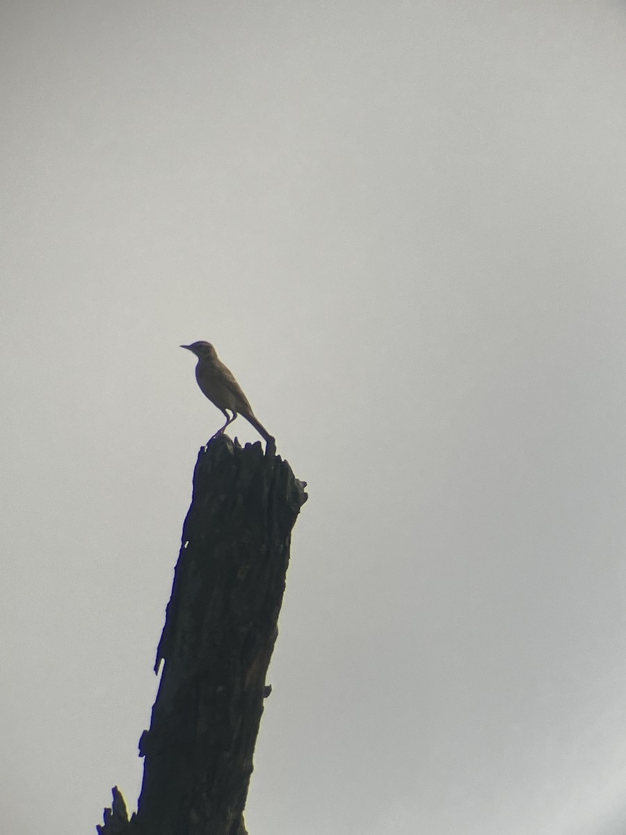 Paddyfield Pipit - ML643543121