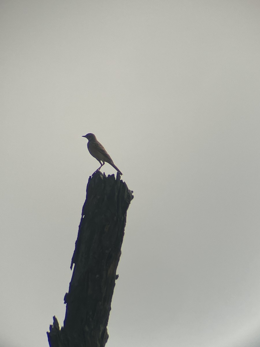 Paddyfield Pipit - ML643543122