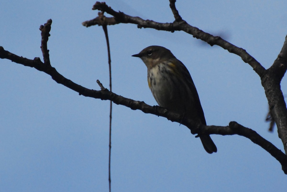 Yellow-rumped Warbler - ML643543123