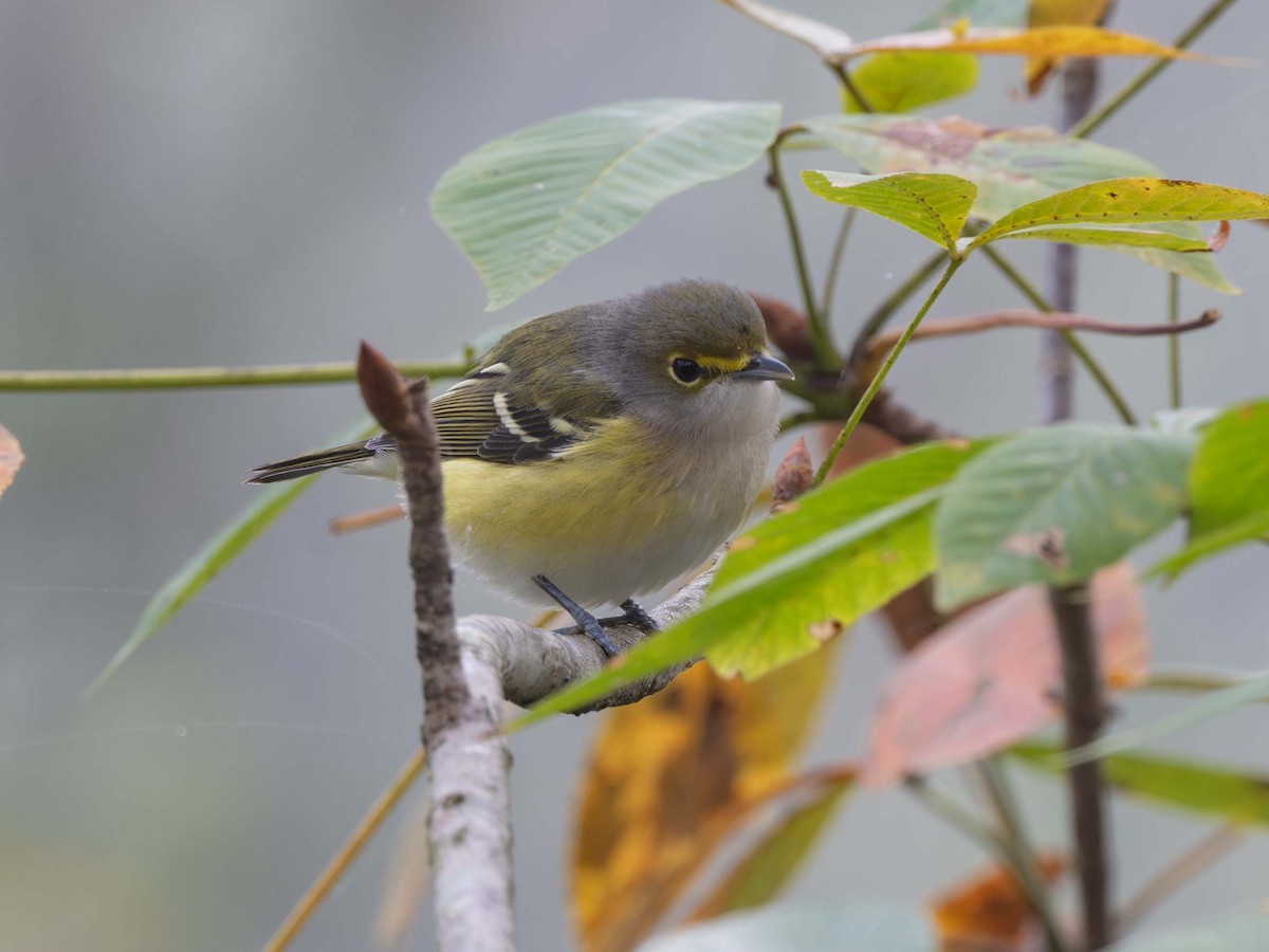 Ak Gözlü Vireo - ML643543137