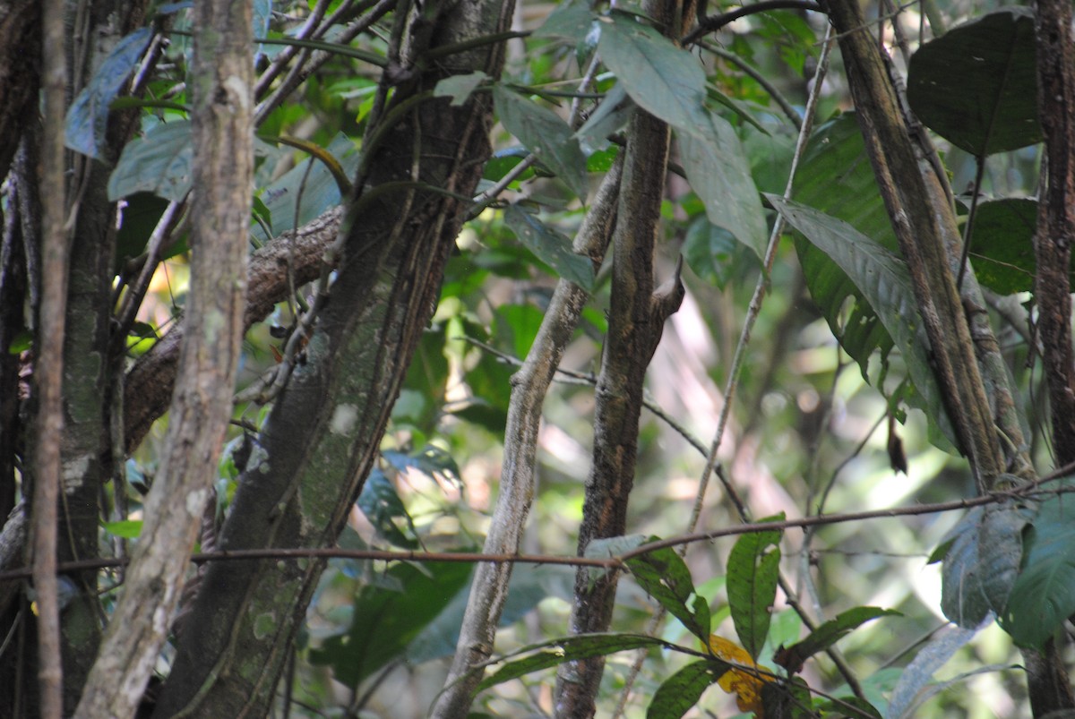 Cocoa Woodcreeper - ML643543138