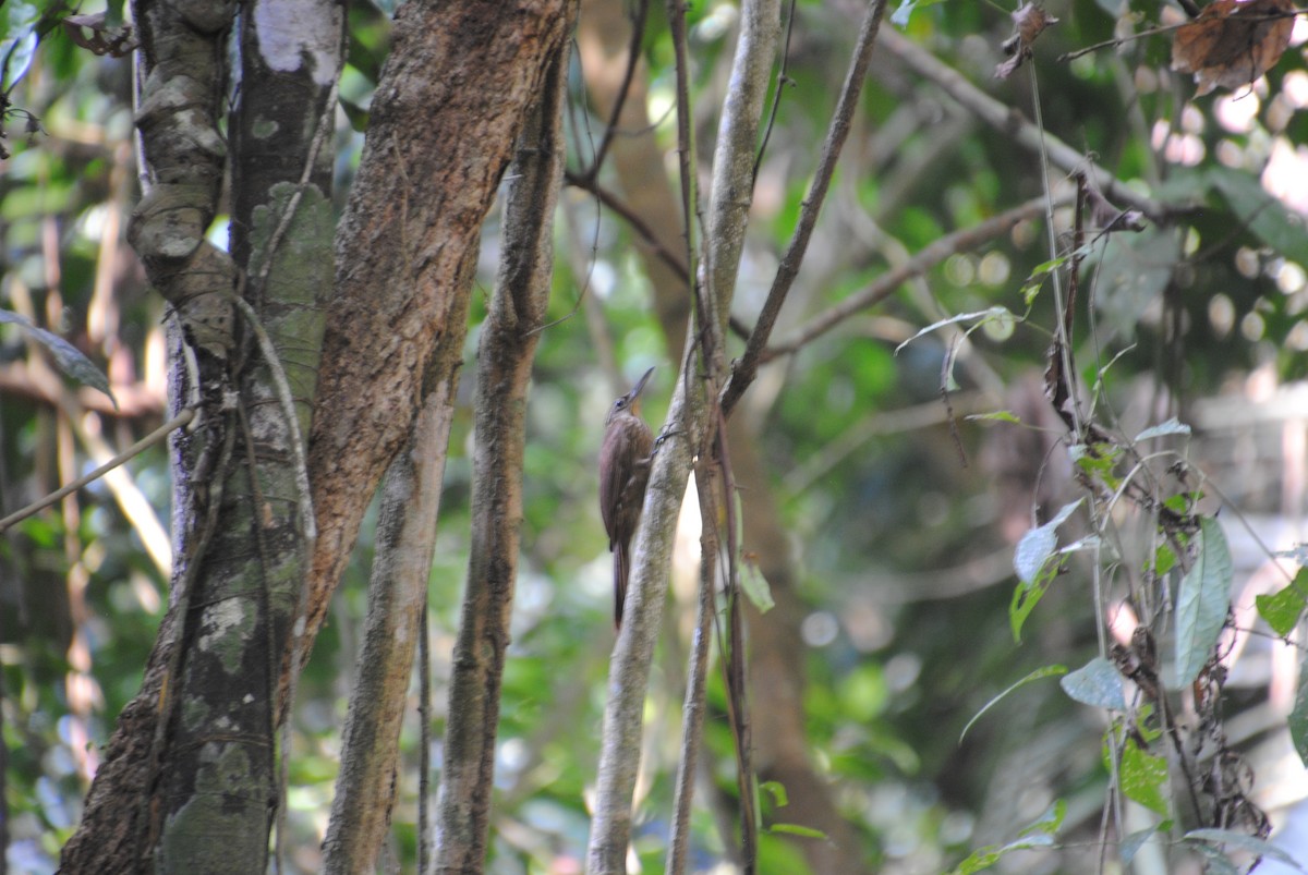 Cocoa Woodcreeper - ML643543139