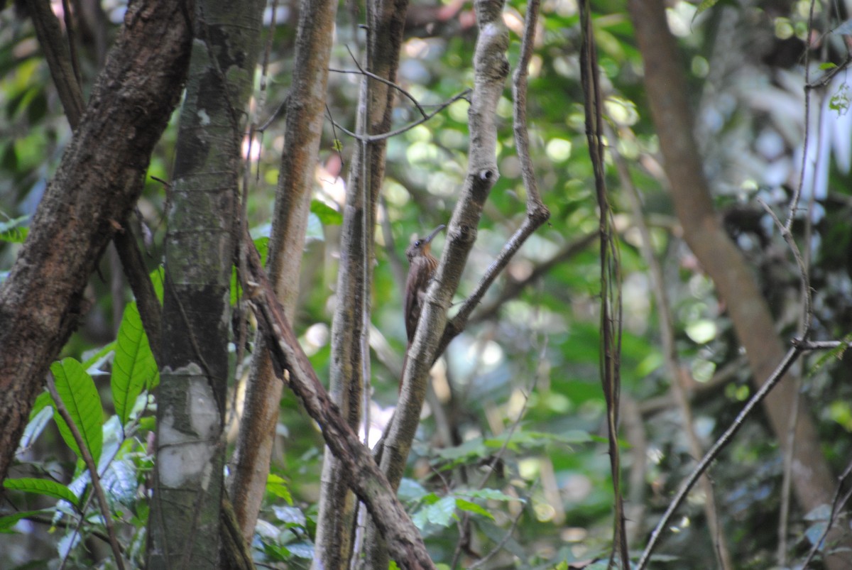 Cocoa Woodcreeper - ML643543140