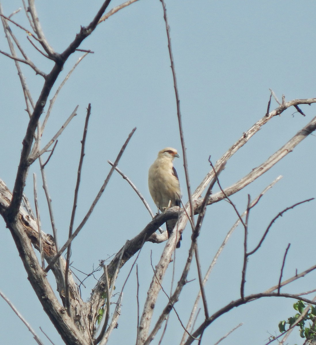 Yellow-headed Caracara - ML643543163
