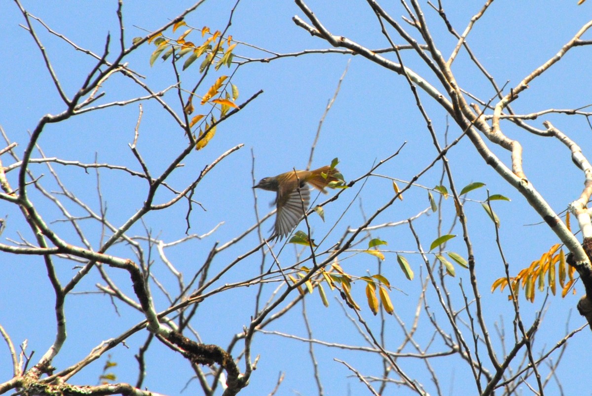 Panama Flycatcher - ML643543164