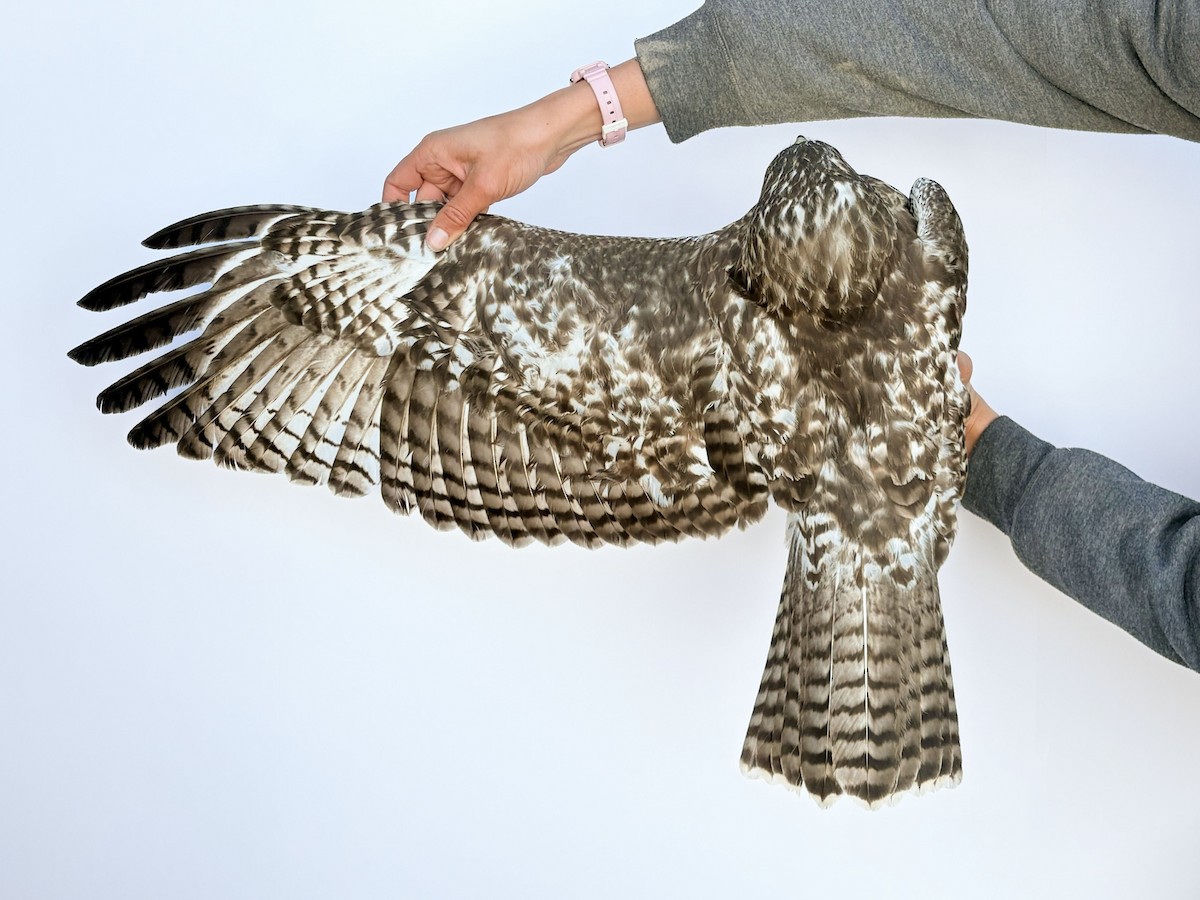 Red-tailed Hawk (calurus/alascensis) - ML643543178