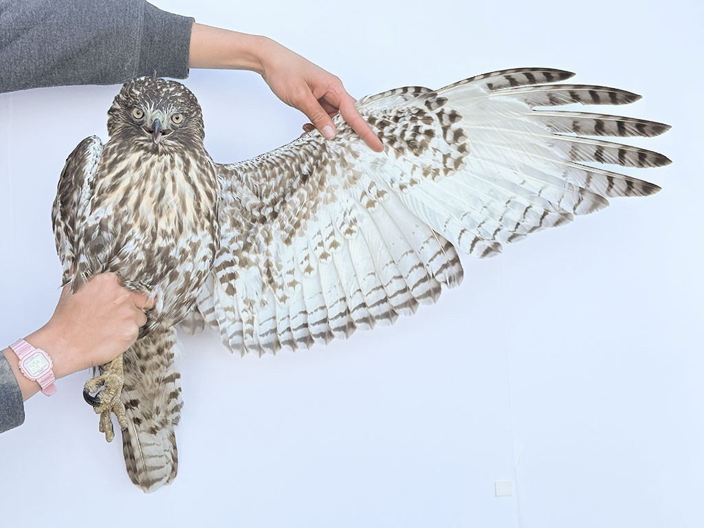 Red-tailed Hawk (calurus/alascensis) - ML643543179