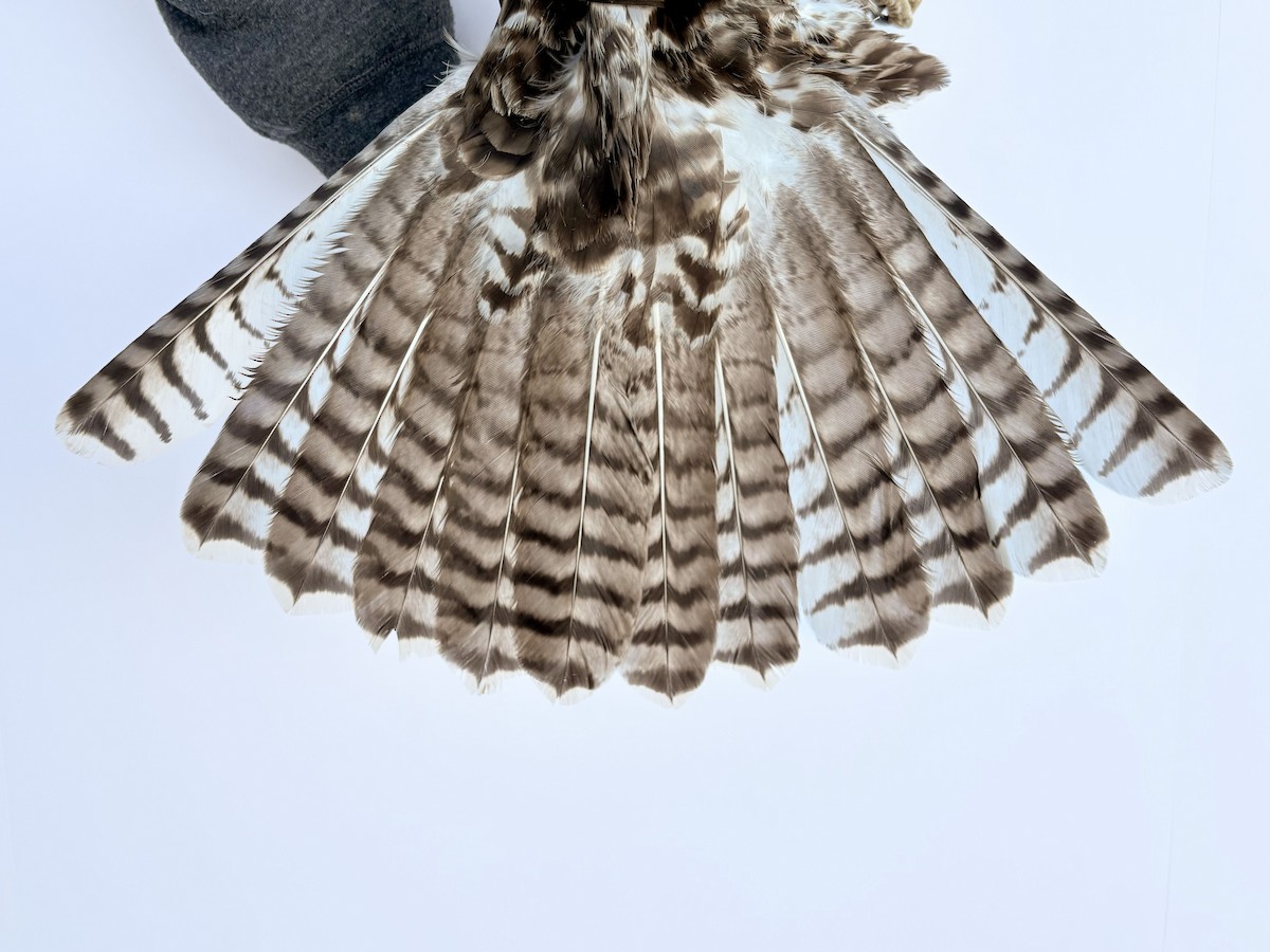 Red-tailed Hawk (calurus/alascensis) - ML643543181