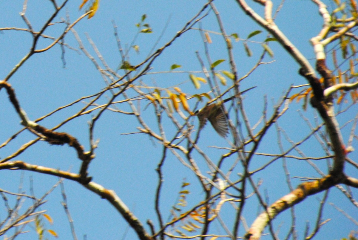 Fork-tailed Flycatcher - ML643543182