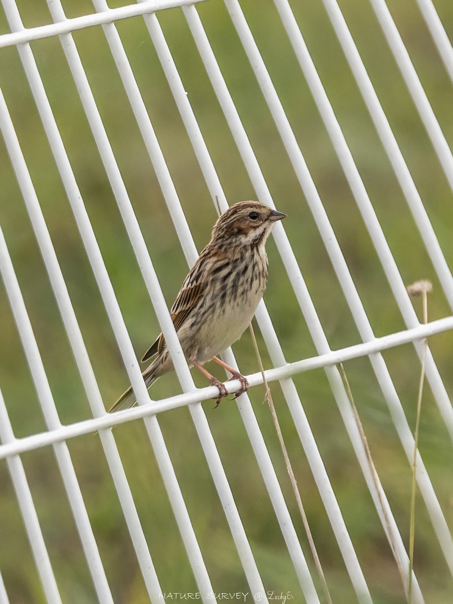 シベリアジュリン - ML643543186