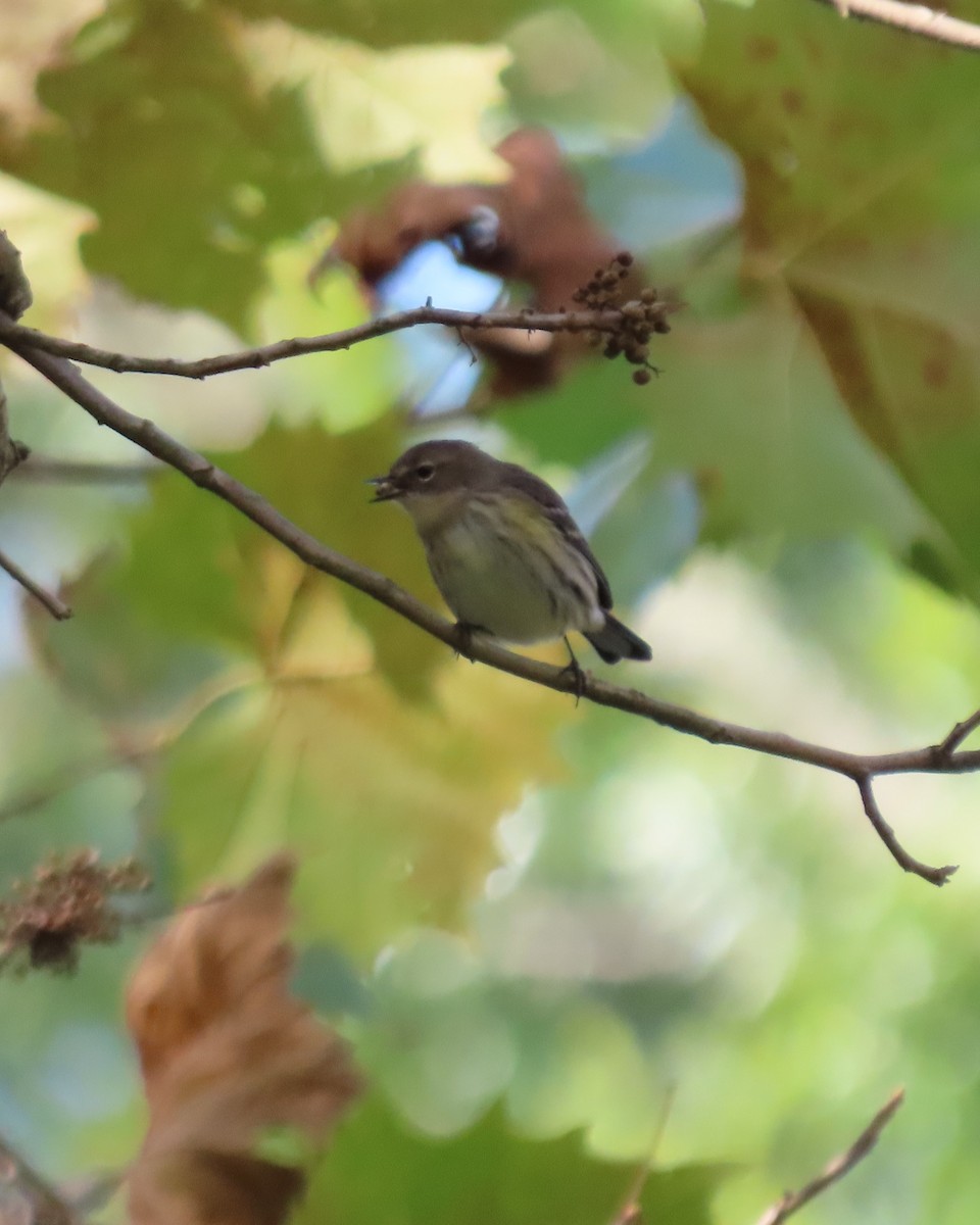 Yellow-rumped Warbler (Myrtle) - ML643543188