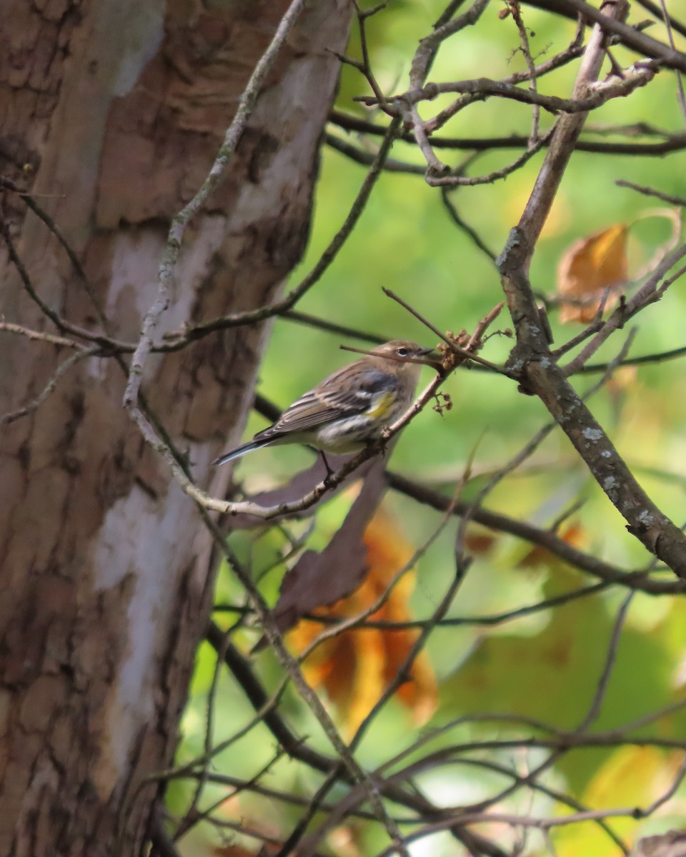 Yellow-rumped Warbler (Myrtle) - ML643543189