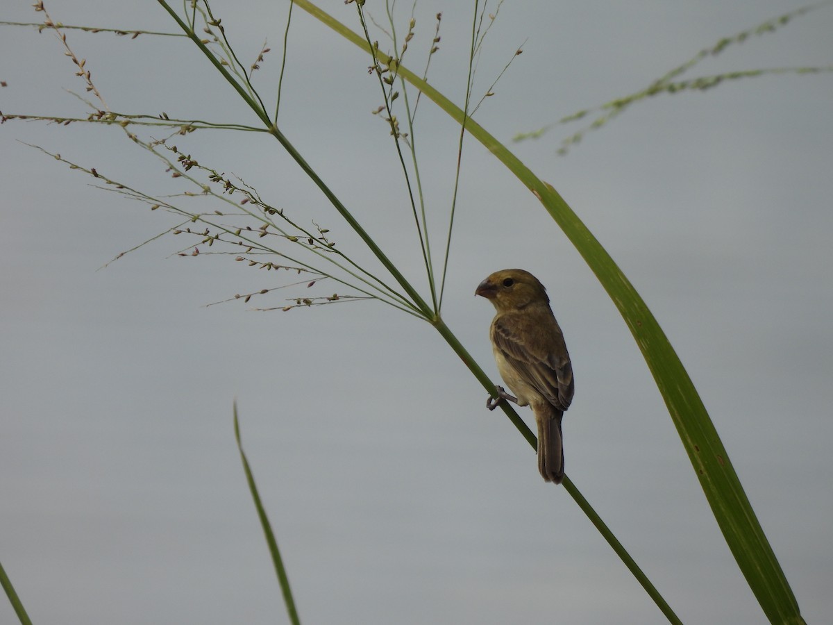 Ruddy-breasted Seedeater - ML643543193