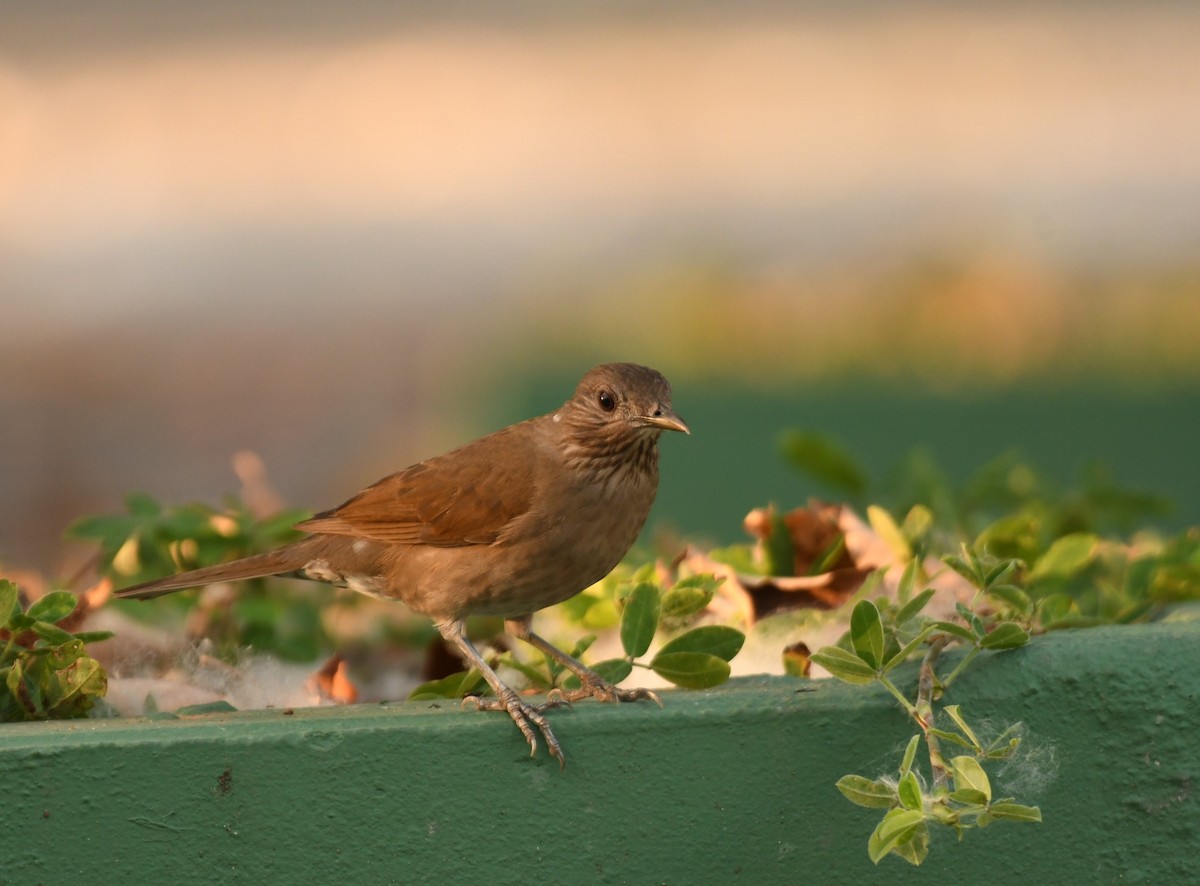 Pale-breasted Thrush - ML643543200