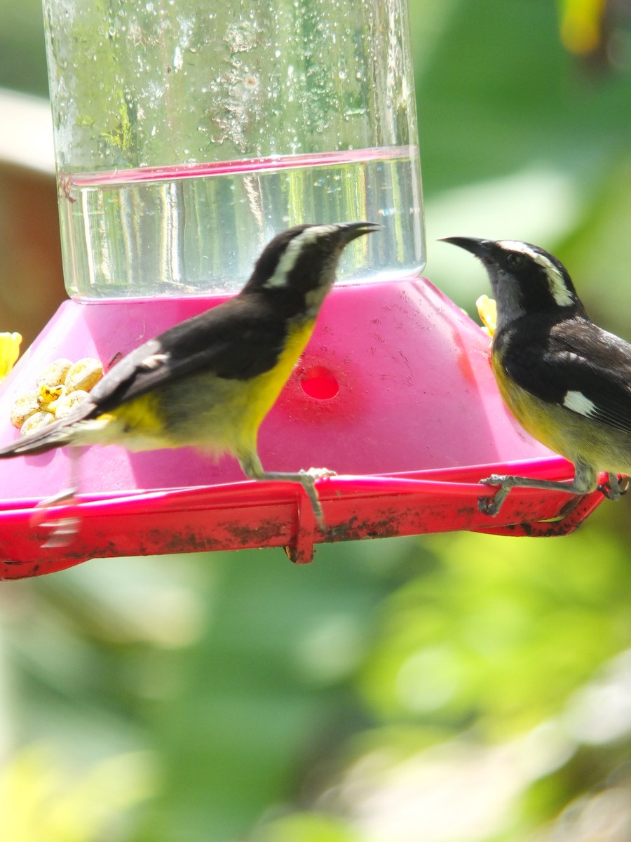 Bananaquit - ML643543203