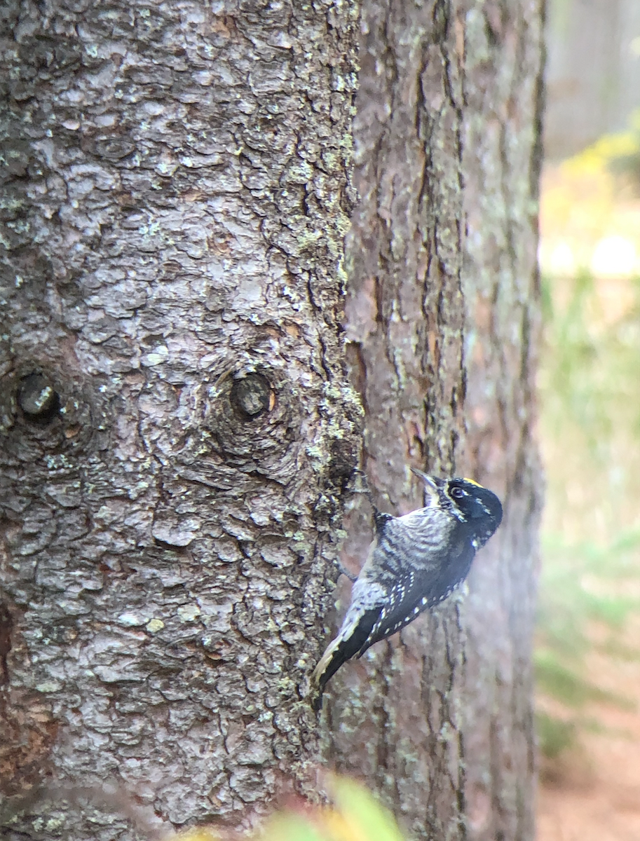 American Three-toed Woodpecker - ML643543221