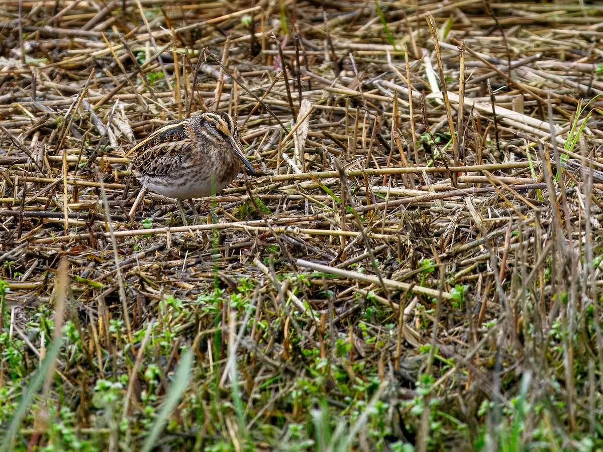 Jack Snipe - ML643543241
