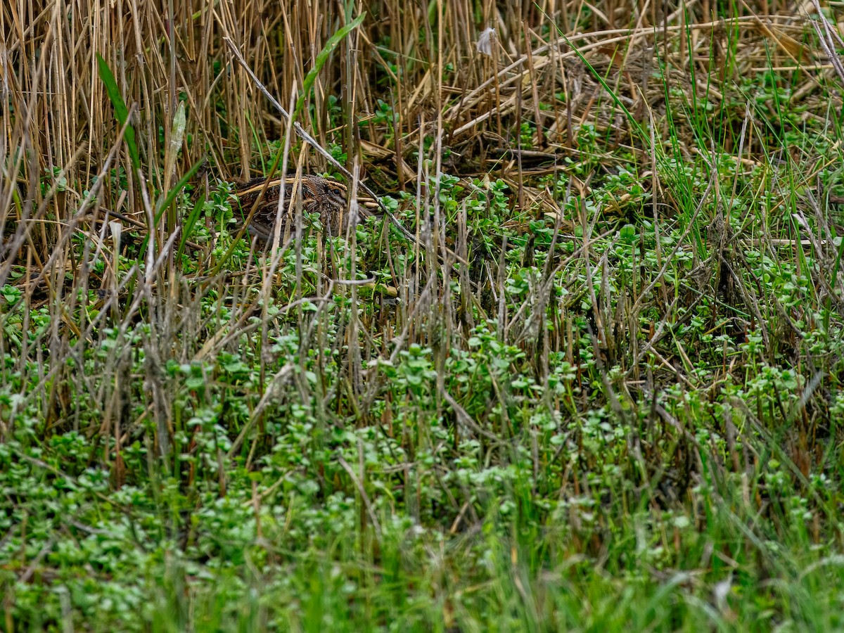Jack Snipe - ML643543242