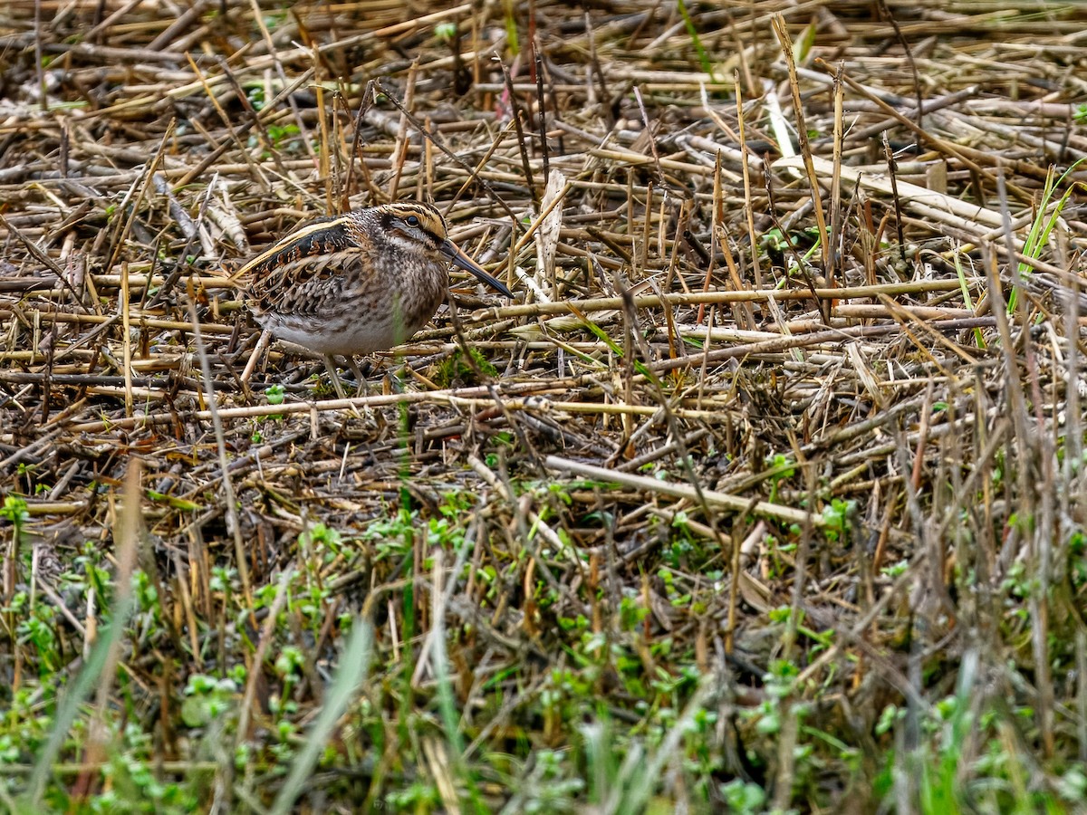 Jack Snipe - ML643543243