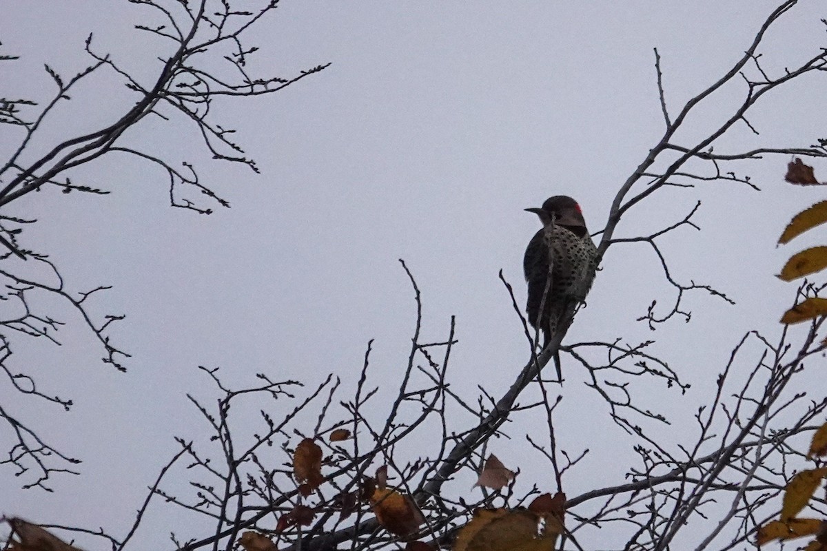 Northern Flicker - ML643543248