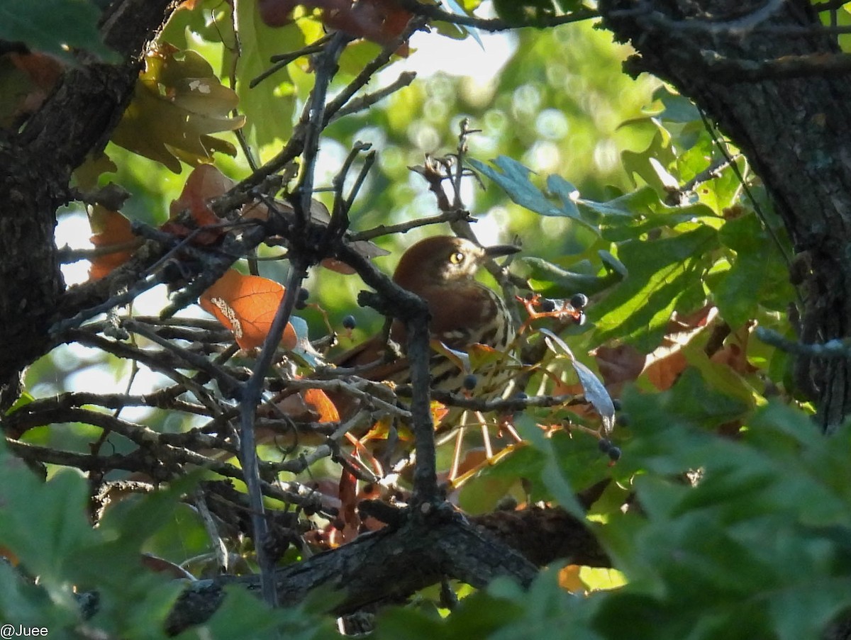 Brown Thrasher - ML643543252