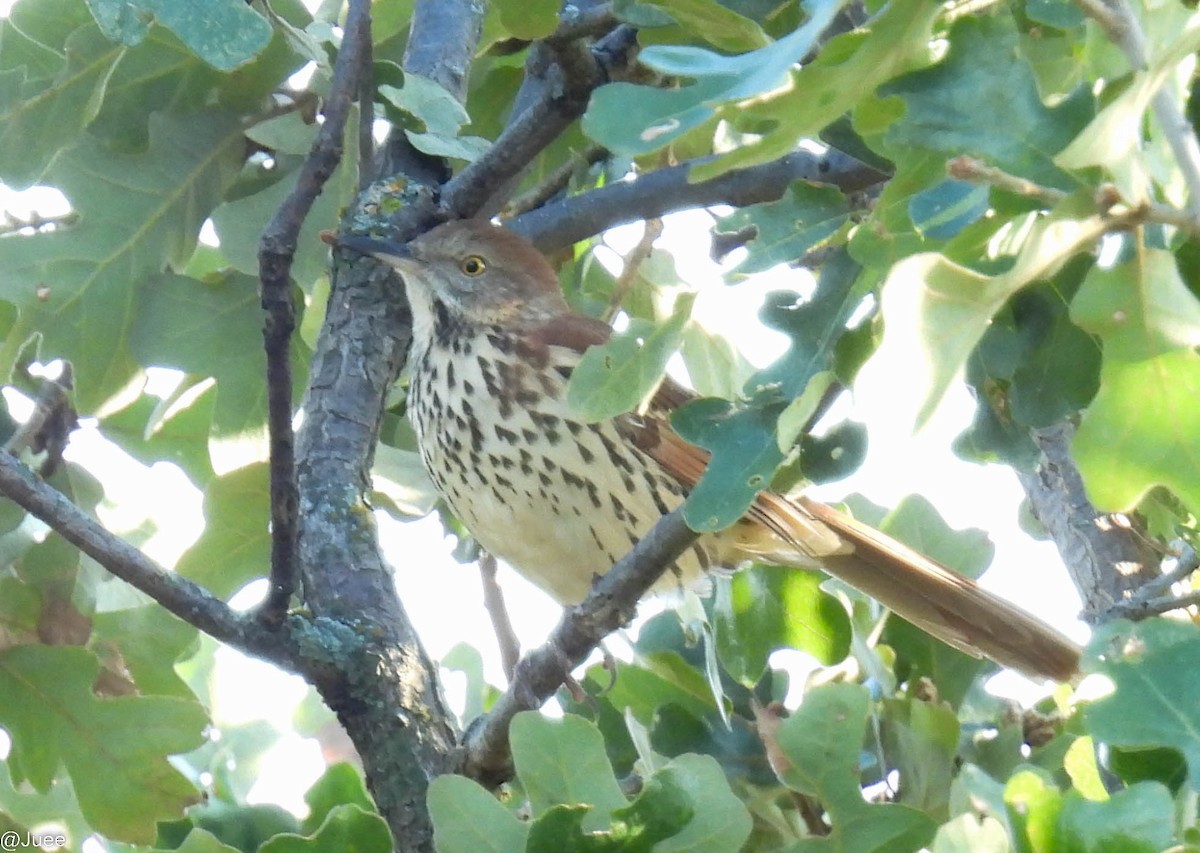 Brown Thrasher - ML643543253