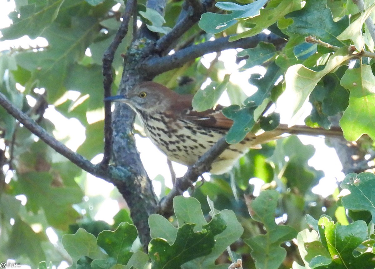 Brown Thrasher - ML643543254