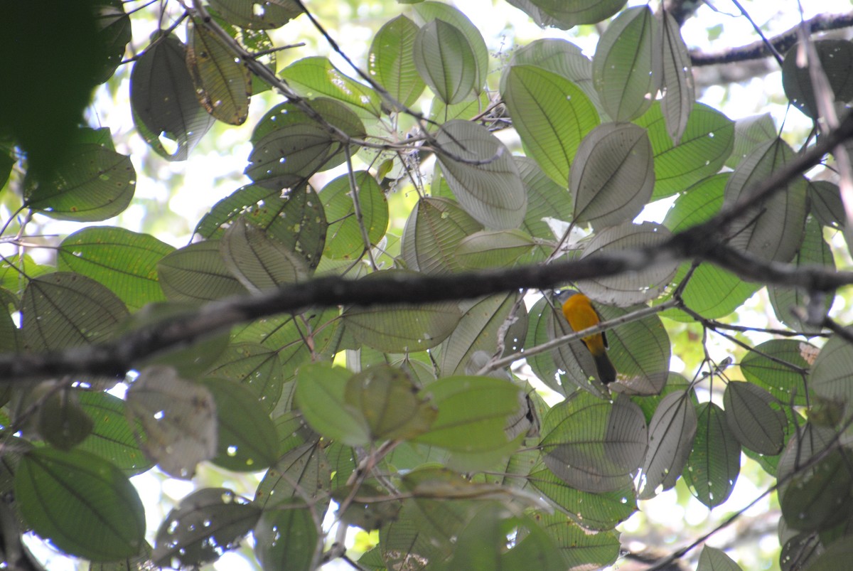 Gray-headed Tanager - ML643543255
