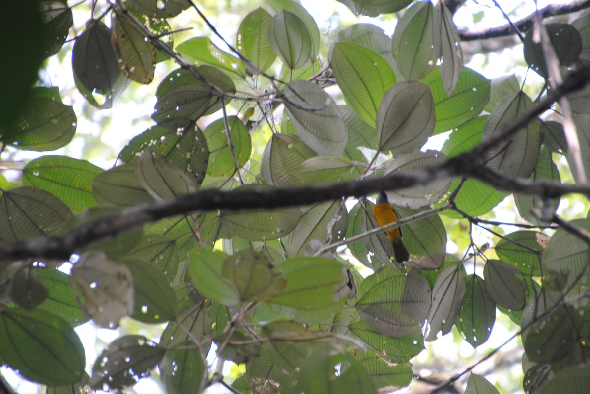 Gray-headed Tanager - ML643543256