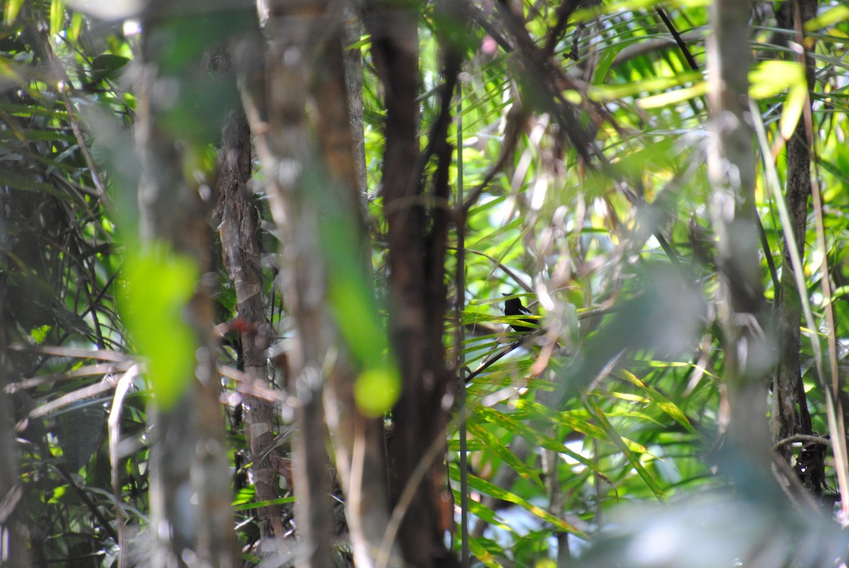 White-shouldered Tanager - ML643543271