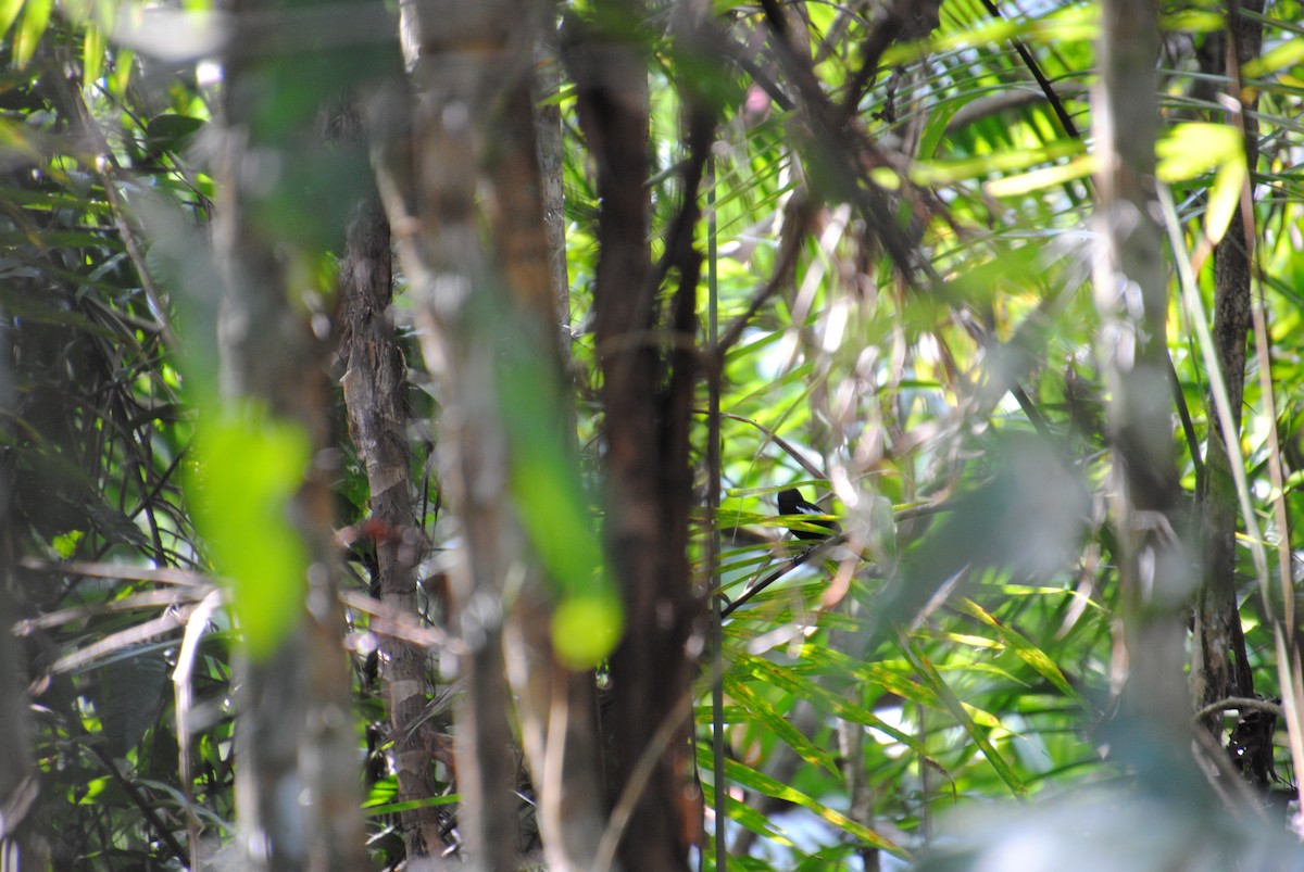 White-shouldered Tanager - ML643543272