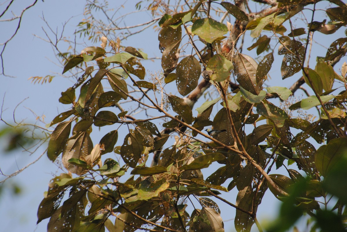 Tangara Cabecidorada - ML643543277