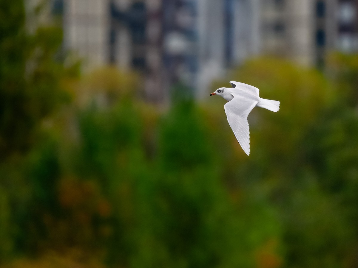 Mediterranean Gull - ML643543296