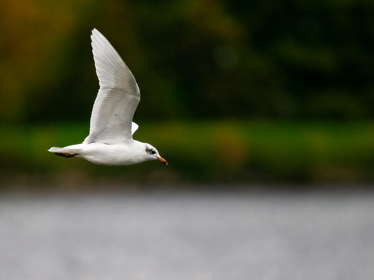 Mediterranean Gull - ML643543297
