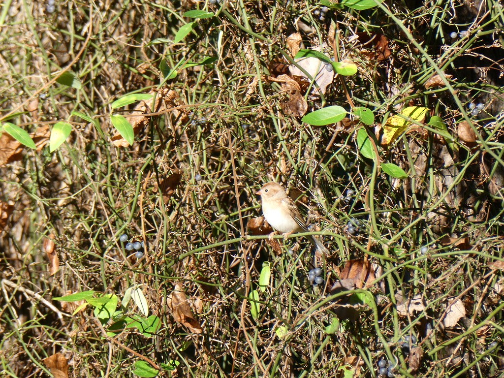 markspurv - ML643543305