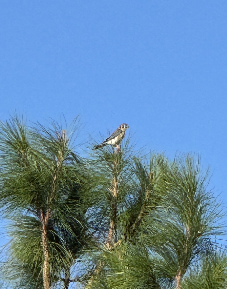 アメリカチョウゲンボウ - ML643543313