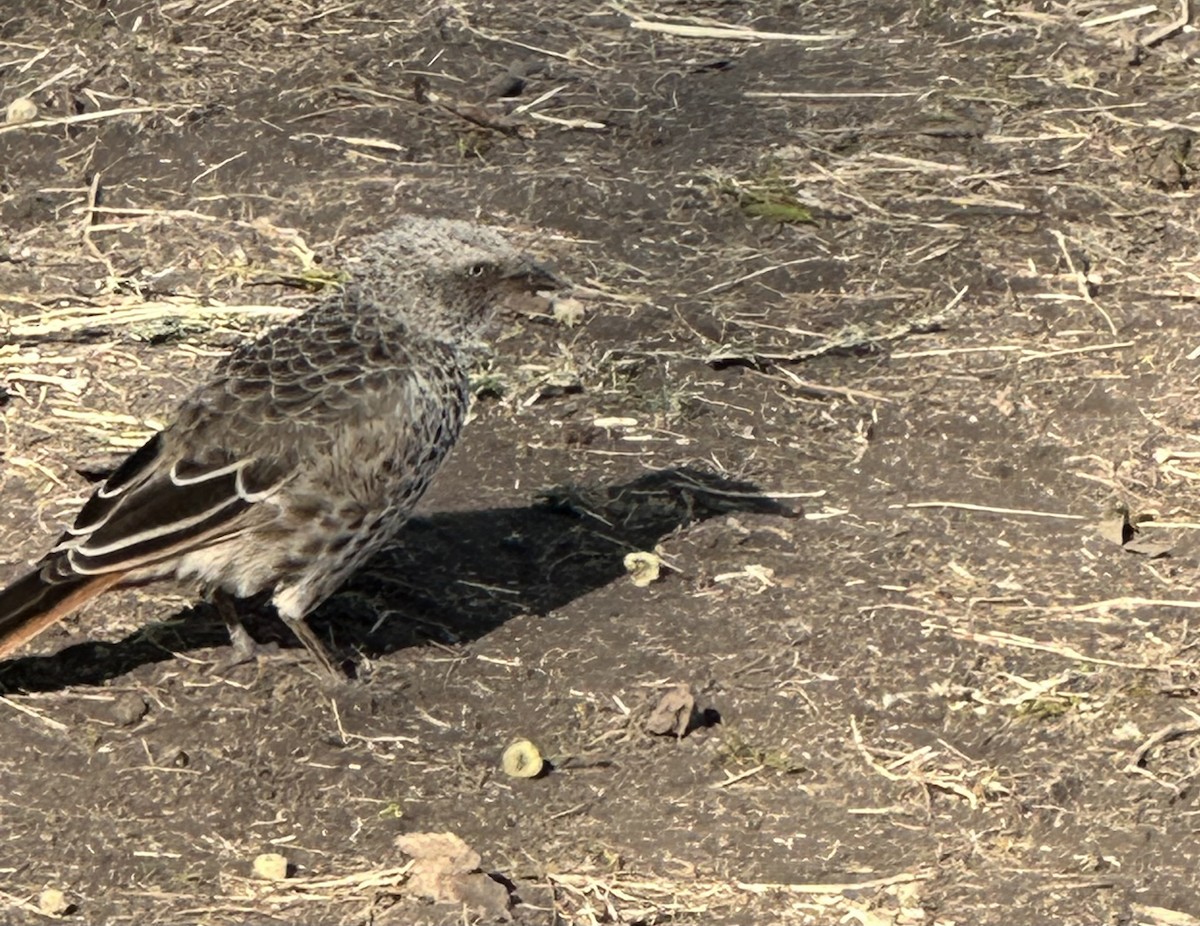 Rufous-tailed Weaver - ML643543314