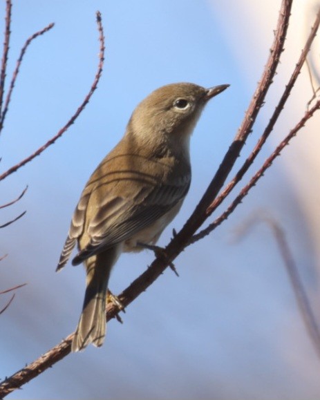 furuparula - ML643543318