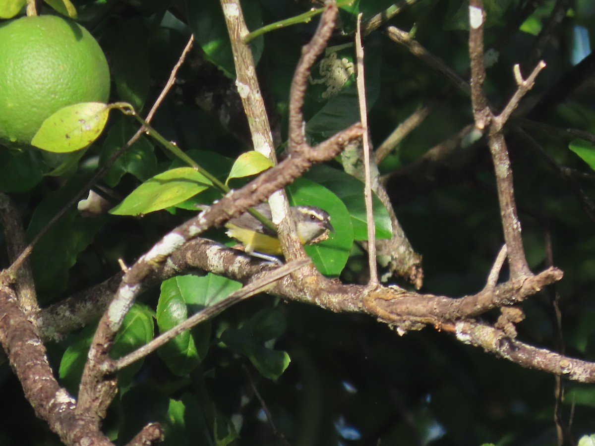 Bananaquit - ML643543338