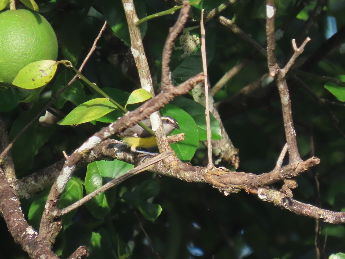 Bananaquit - ML643543339
