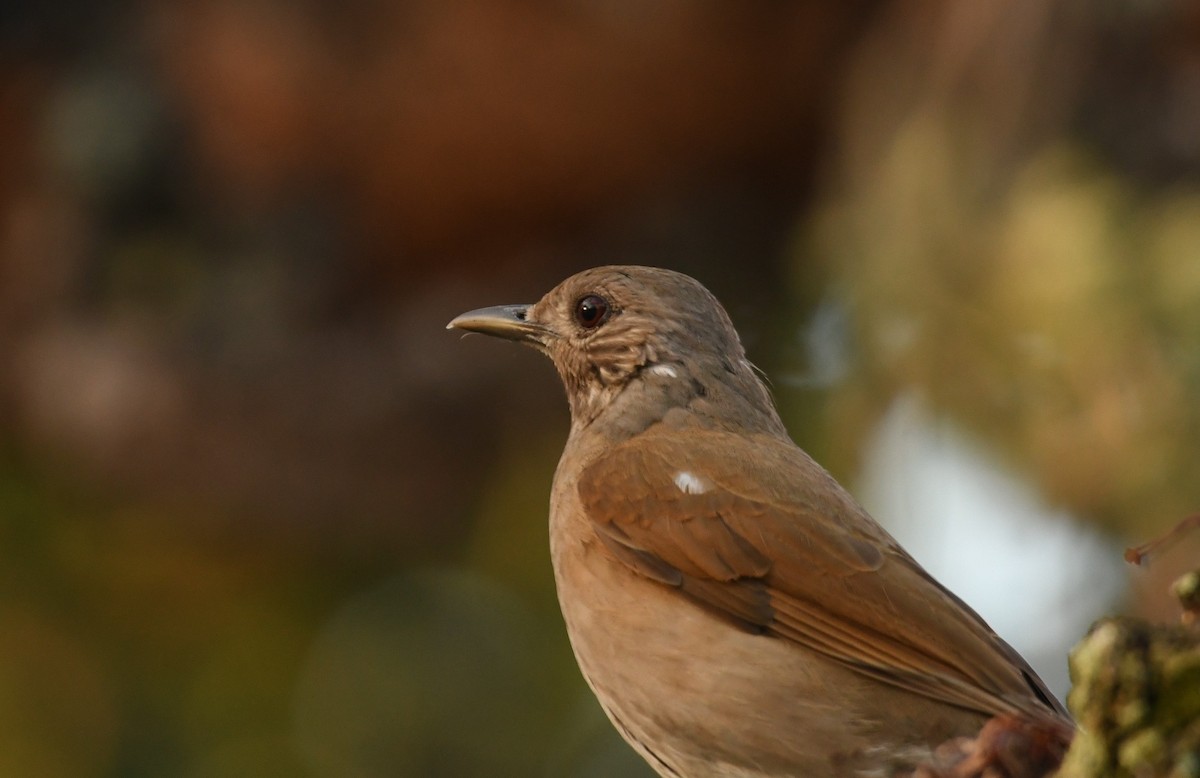 Pale-breasted Thrush - ML643543343