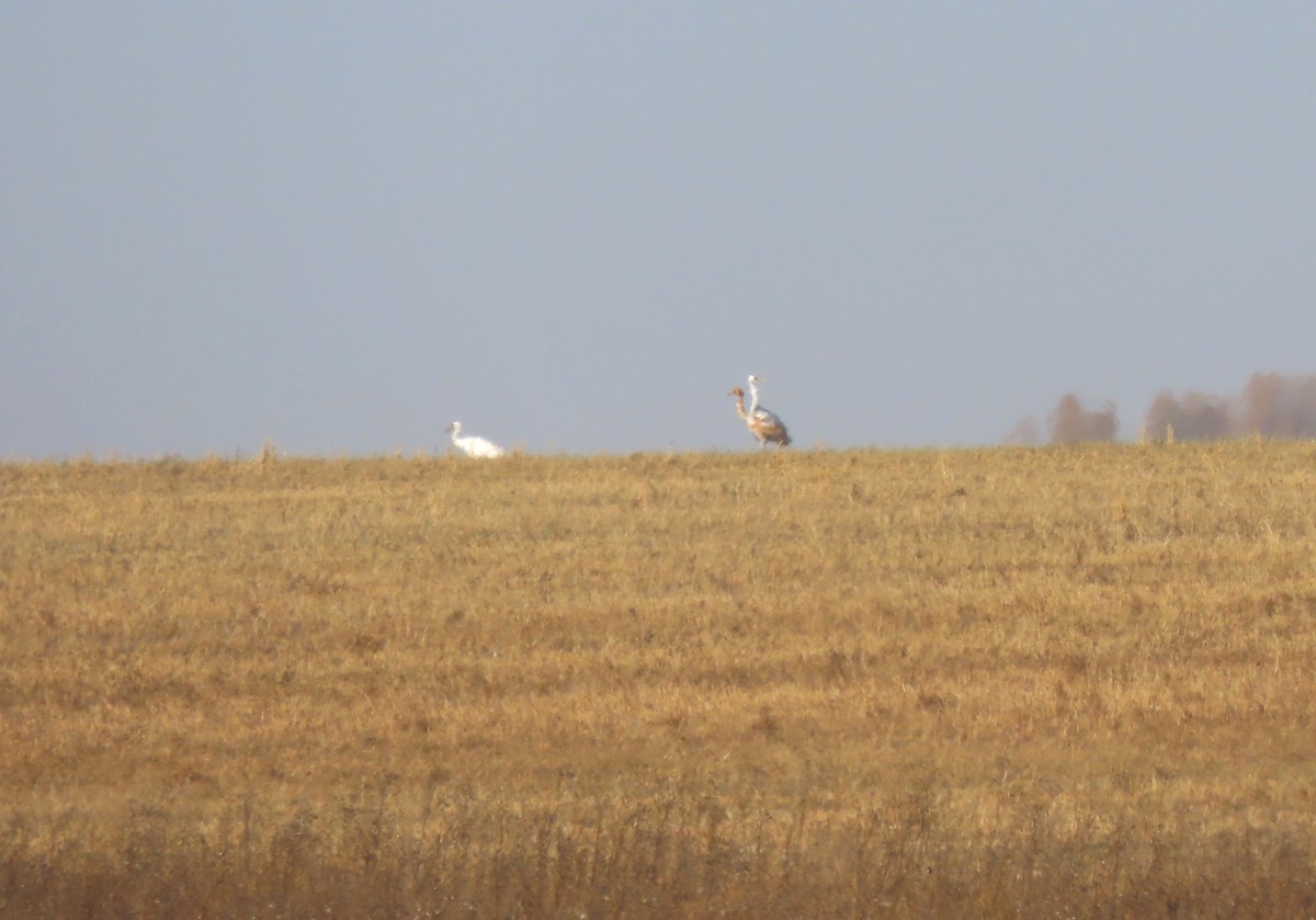 Whooping Crane - ML643543362
